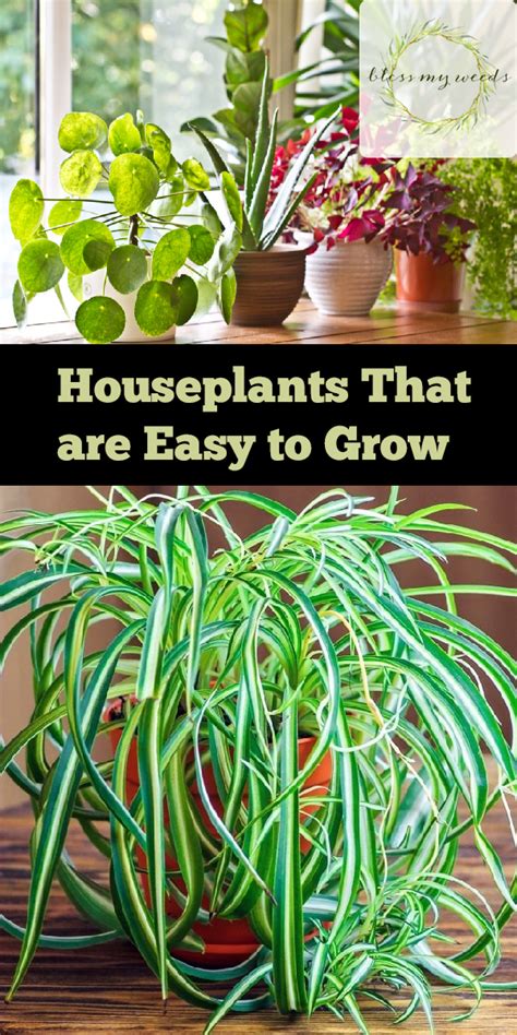 Houseplants That Are Easy To Grow ~ Bless My Weeds