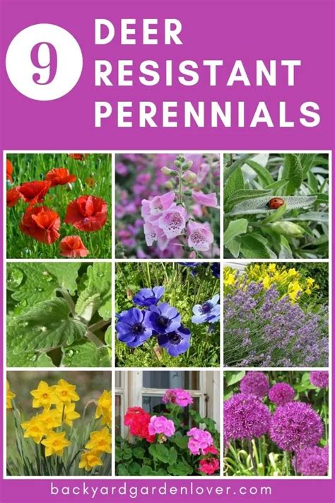 However, understand that deer resistant is a relative term, and very few plants are truly safe if deer get really hungry. These 10 Deer Resistant Perennials are Beautiful, Aromatic ...