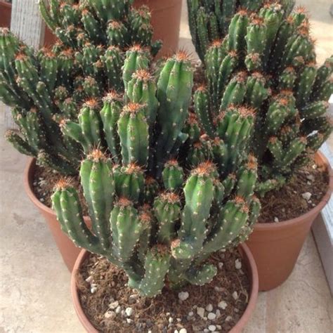 It needs a place with sun, otherwise there will be no flowering. Cereus, a very popular Cactus. Growing Sheet by Giromagi ...