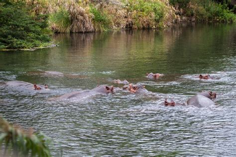 Safari From Mombasa Five Day Tsavo East And West And Amboseli Shadows