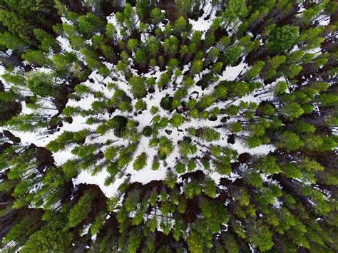 Aerial View From A Drone Of Forest In Snowy Winter Pine Trees Stock