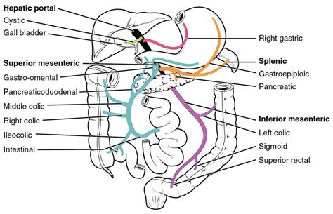 A fetal shunt that bypasses the lungs c. Circulatory Pathways | Anatomy and Physiology II