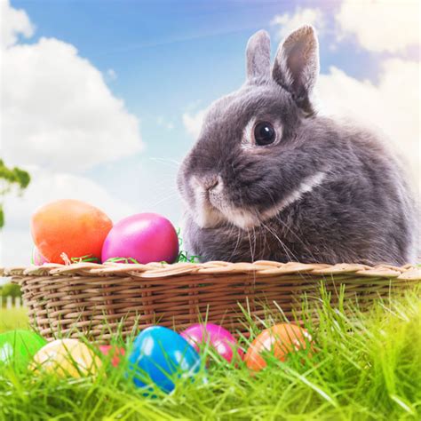 In need of some easter bunny ideas to make your homestead easter ready? Breakfast with the Easter Bunny - CANCELLED - Strawberry ...