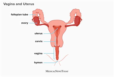 What Does The Inside Of A Vagina Look Like Diagrams And Self Exam
