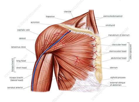 Atlas of the anatomy of the joint of the shoulder on a ct arthrogram in axial, coronal, and sagittal sections, on a 3d images and on conventional athrogram. Shoulder Muscles Artwork Stock Image C020 7415 Science Photo Library