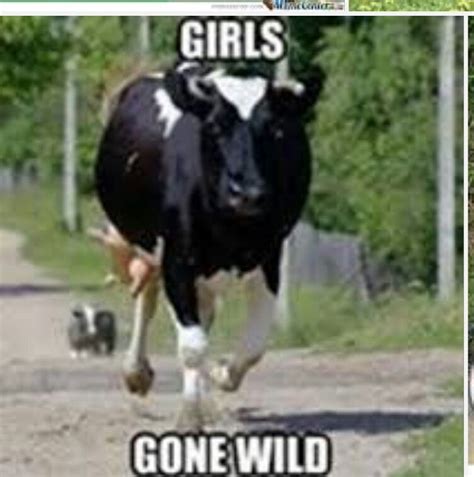 Pin By Andrea Lovett On Farm Life Cows Funny Funny Cow Pictures Cow