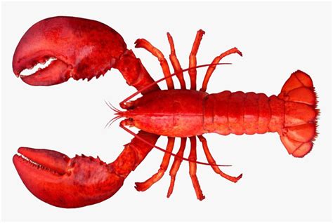 Lobster Png Clipart Lobster Png Transparent Png Transparent Png