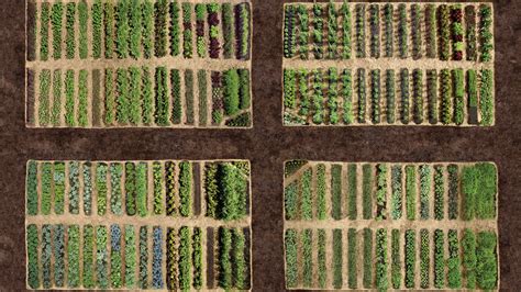 Planning Your Vegetable Garden Martha Stewart