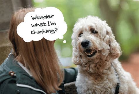 Animal Communicator - Can They Talk to Your Dog? | PawLeaks