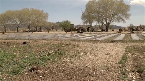 Arizona Farmers And Ranchers See Relief From Drought