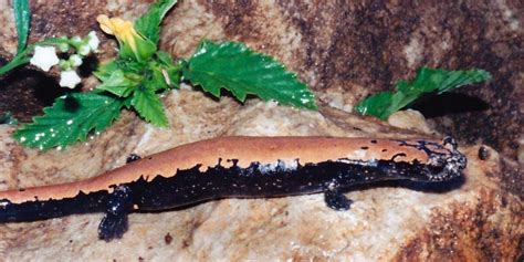 Filebolitoglossa Platydactyla Broadfoot Mushroomtongue Salamander
