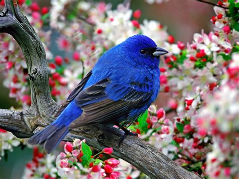 Colourful Most Beautiful Birds Desktop Widescreen Wallpapers
