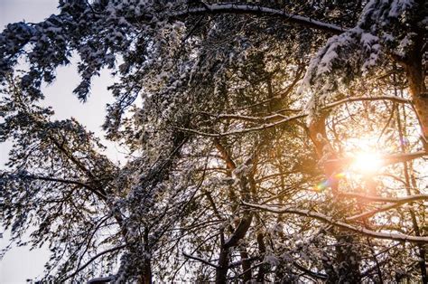 Snow Covered Pine Trees With Sun Shining Through Winter 2021 Stock