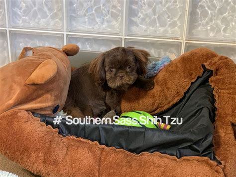 Maryland Shih Tzu Breeder, Mississippi Shih Tzu Breeder, North Carolina