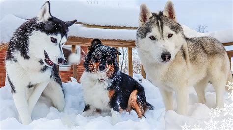 My Husky Plays With A Puppy In Deep Snow Youtube
