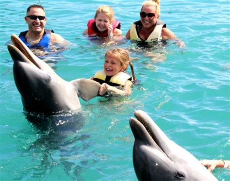 Enter Into Dolphinland Nassau Bahamas Swimming With Dolphins 1 800
