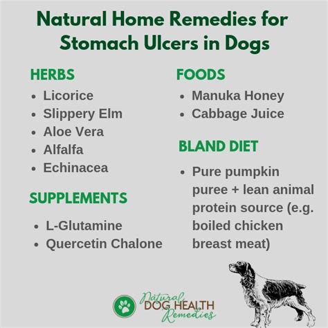 Stomach Ulcers In Dogs Symptoms Causes And Natural Remedies