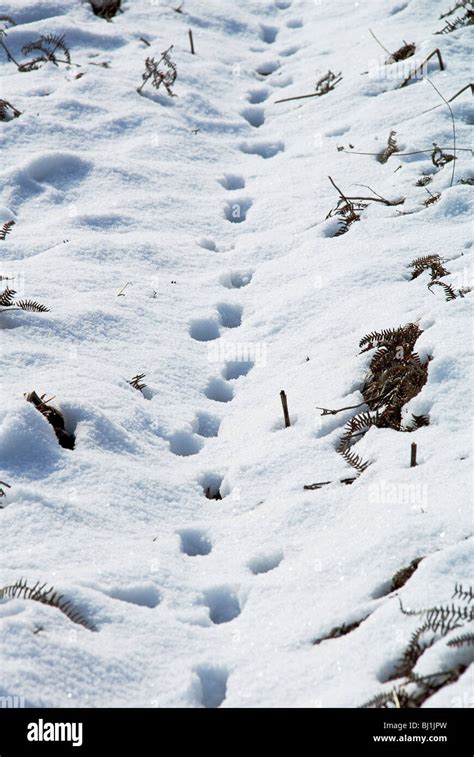 Fox Tracks in the snow on a Herefordshire Nature Trust Reserve Stock