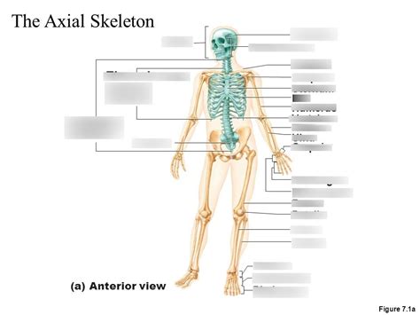 Anterior Skeleton Diagram Quizlet