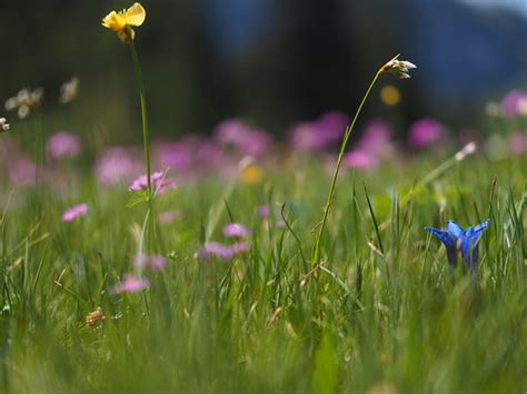 Blumenwiese Sommer Bayern Oberbayern Wild Flower Meadow Flickr
