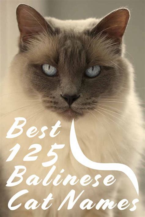 Balinese Cat Names 125 Superb Suggestions