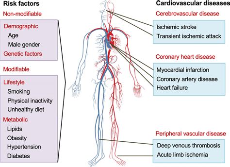 Cardiovascular Diseases And Their Risk Factors Cvds Encompass A Broad Download Scientific