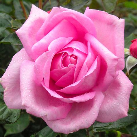 Fragrant Pink Roses And Fragrant Pink Climbing Roses