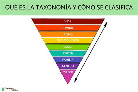 Qué es la taxonomía y cómo se clasifica Resumen