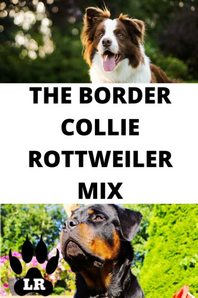 The Border Collie Rottweiler Mix Your Complete Guide