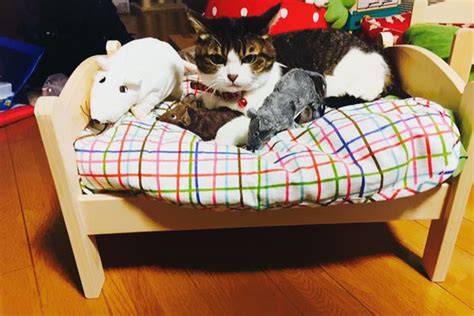 Japanese Pet Owners Transform Ikea Doll Beds Into Pet Friendly Cat Beds
