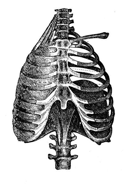 Find & download free graphic resources for rib cage. Drawing Of A Diagram Of The Rib Cage Illustrations ...