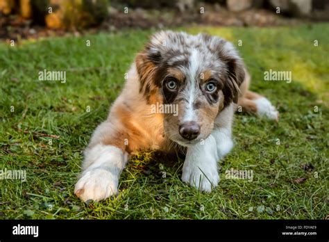 Four Month Old Red Merle Australian Shepherd Puppy Harvest Moons