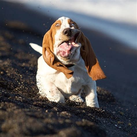 Bassett Hound Running Preciousandbella Pinterest