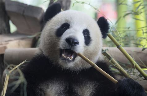 Giant Pandas Are No Longer Endangered But Remain Vulnerable China