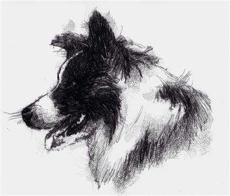 Pencil Drawing Border Collie Border Collie Dog Pencil By Frozenpinky
