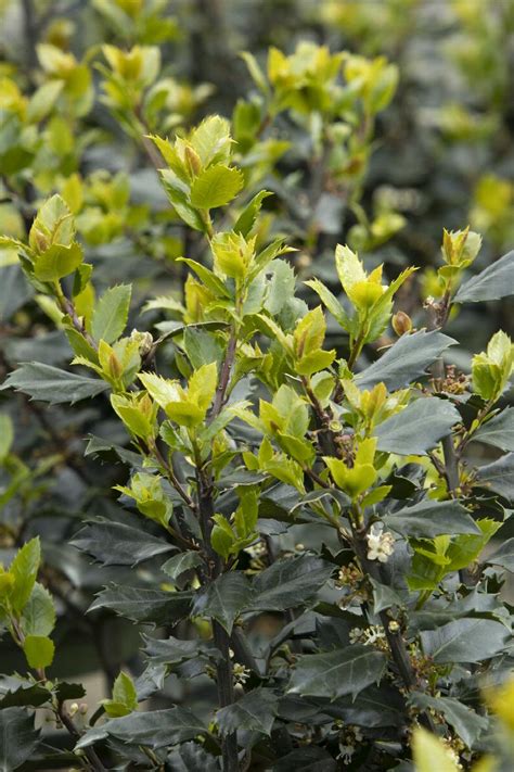 Blue Prince Holly Ilex X Meserveae Blue Prince Monrovia Plant