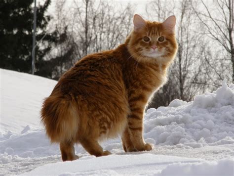 American Bobtail Amazing Pets For You