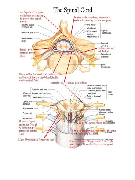 1 Spinal Cord Notes Neuroanatomy Nervous System