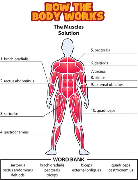 Answers The Muscles