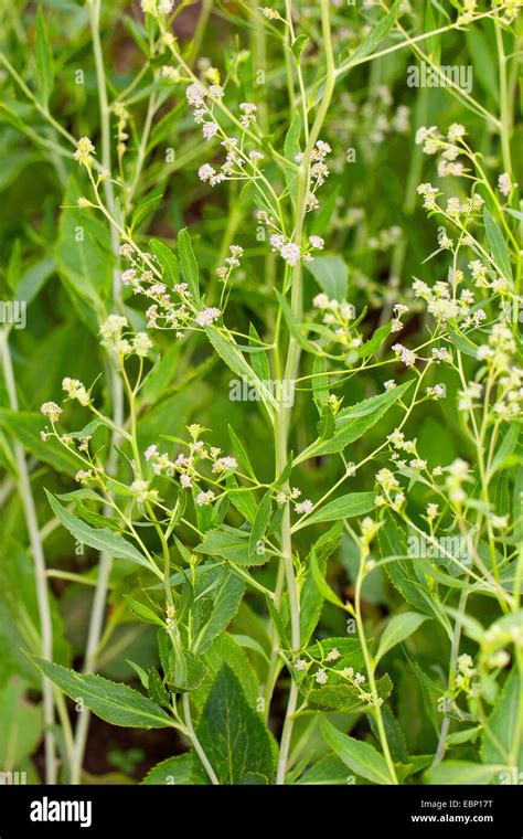 Dittander Perenne Broad Leaf Pepper Grass Pepperweed Broadleaved