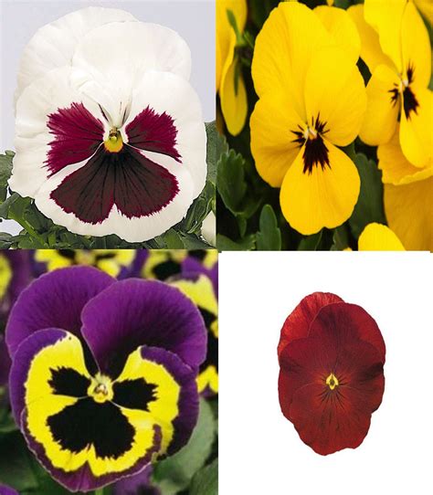 Pansy Inspire Winter Or Summer Growing Seeds Approx 25 Seeds Etsy
