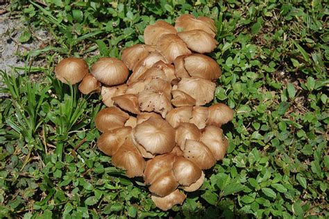 A Few Pics Mushroom Hunting And Identification