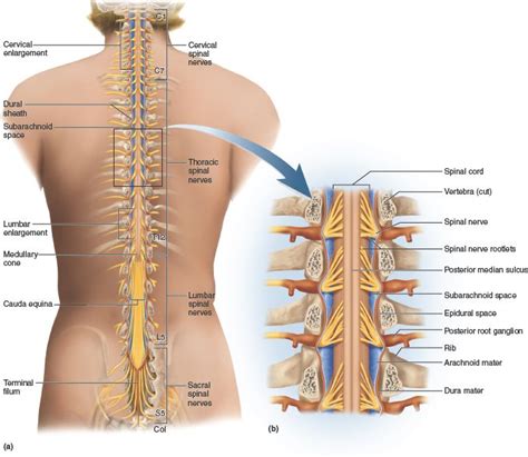 The Spinal Cord Is Composed Of 31 Pairs Of Spinal Nerves And Is Divided
