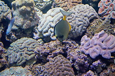 Explore Singapore Sea Aquarium Loved And Wanderlust