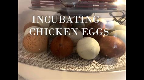 Incubating Chicken Eggs For The First Time With Nurture Right 360