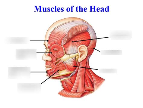 Sppa 6560 Muscles Of The Head Diagram Diagram Quizlet