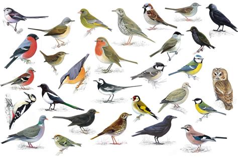 Based on an artificial neural network featuring almost 1,000 of the most common species of north america and. Birdsong Identification & Dawn Chorus Experience with ...