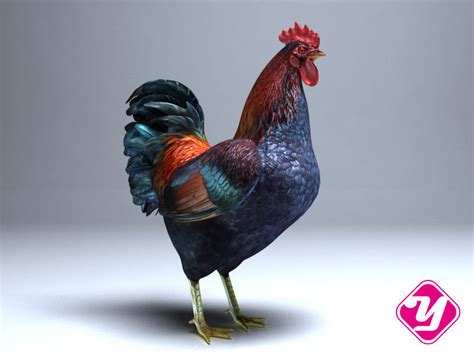 Animated Game Ready Animated Cock For 3ds Max Cgtrader
