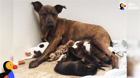 Growling Stray Dog Protecting Her Puppies Slowly Trusts