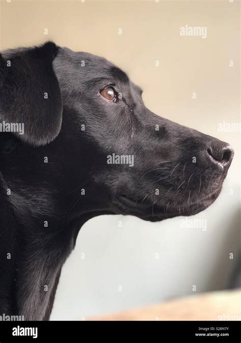Black Labrador Dog Side View Stock Photo Alamy